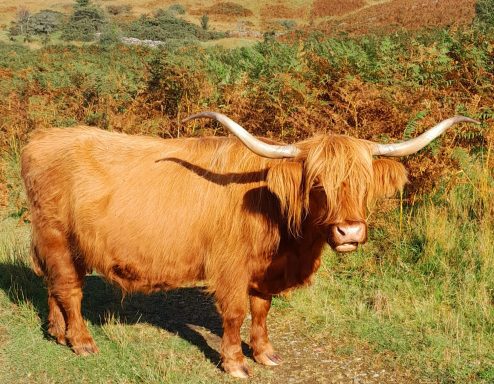 west highland way scotland walking holidays highland cow